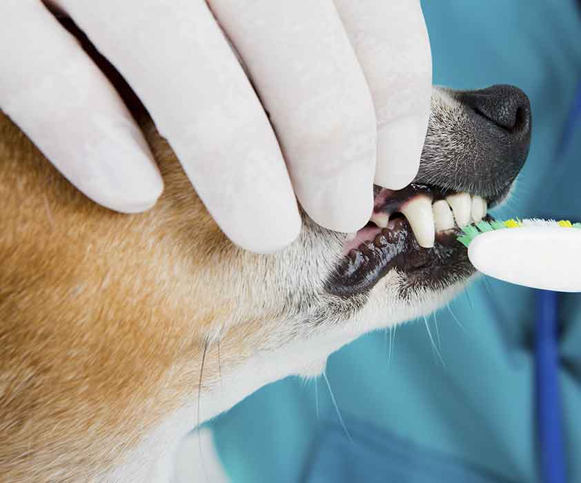 Fox Creek Veterinary Hospital - Dentistry