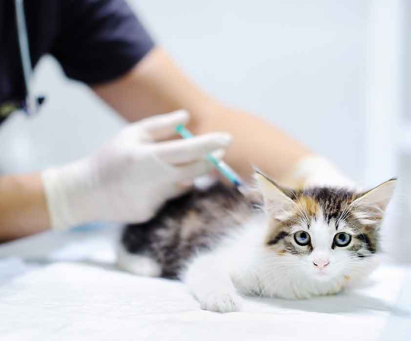 Fox Creek Veterinary Hospital - Vaccinations