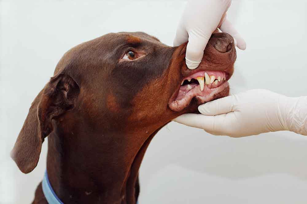 Fox Creek Veterinary Hospital - Advanced Dentistry